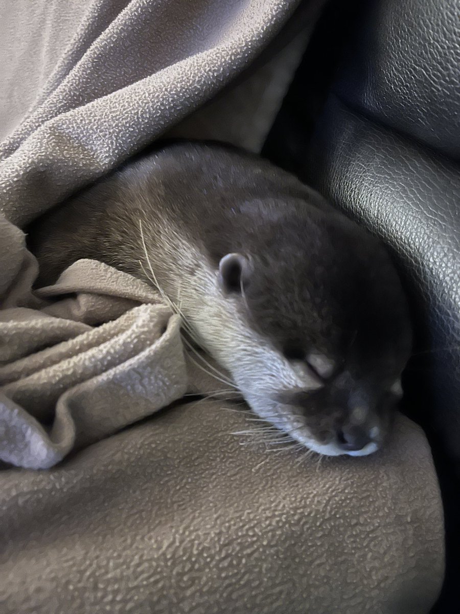 K9River's tweet image. Big day for this little guy. He is all tuckered out. Good night!! #weareprsar