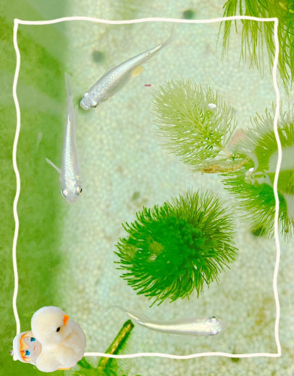 snow15snow3's tweet image. 去年秋生まれの寒い冬を乗り越えたうちのおめだかさん🐟
めちゃくちゃ卵を産んでます