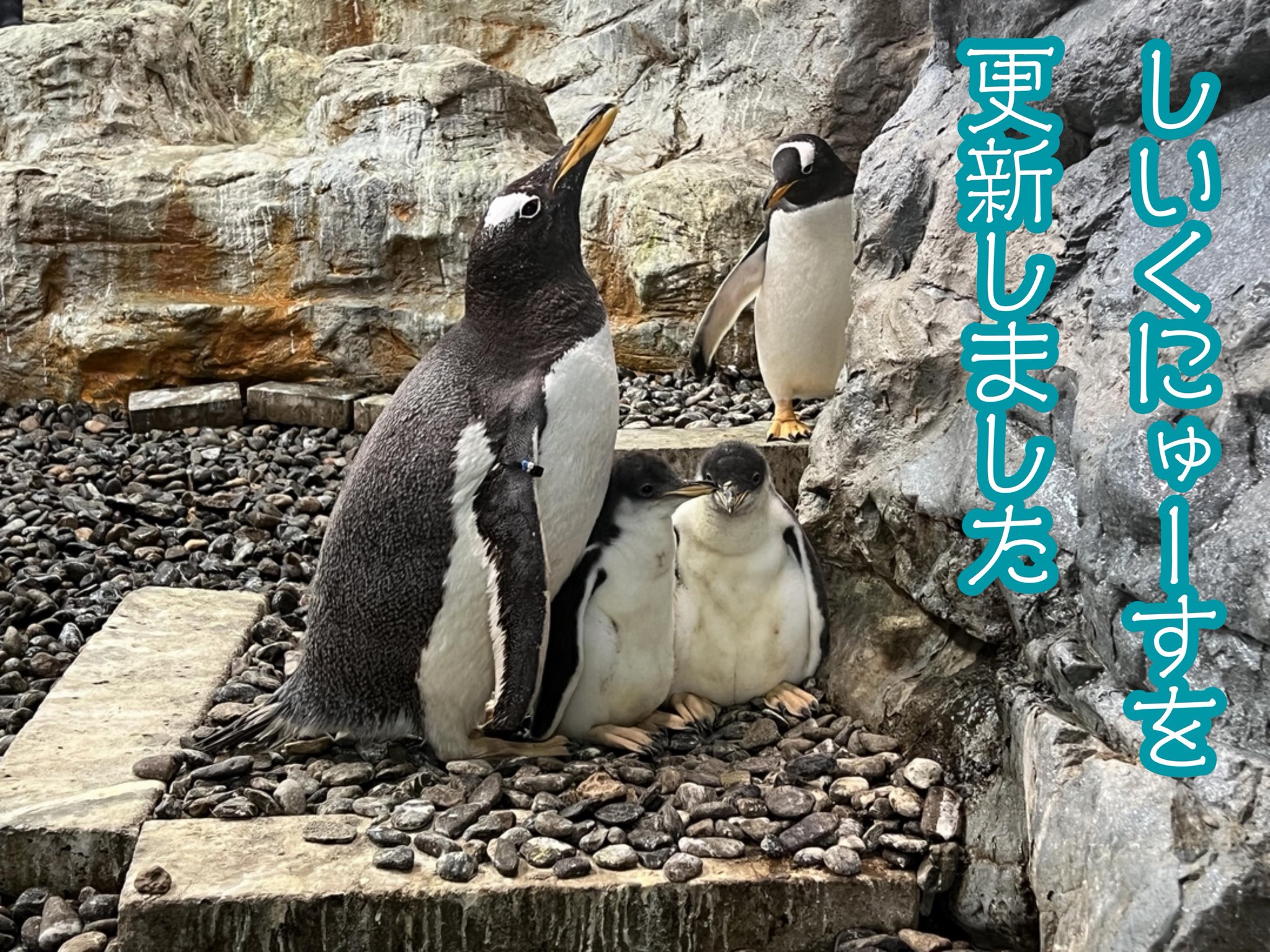 豊田市４（足助・下山・旭） ２０１４０６/ゼンリン（単行本） 豊田市4（足助・下山・旭） 201406/ゼンリン（単行本） 本