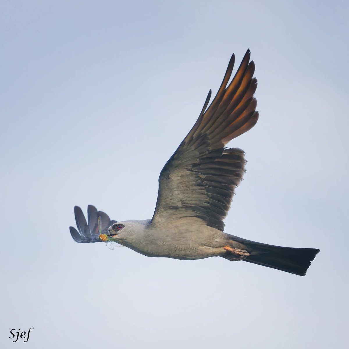 ItakeBirdPics's tweet image. Mississippi Kite with a catch in Houston, Texas, USA. 07/26/2025 #mississippikite #kite #birdphotography #naturephotography
