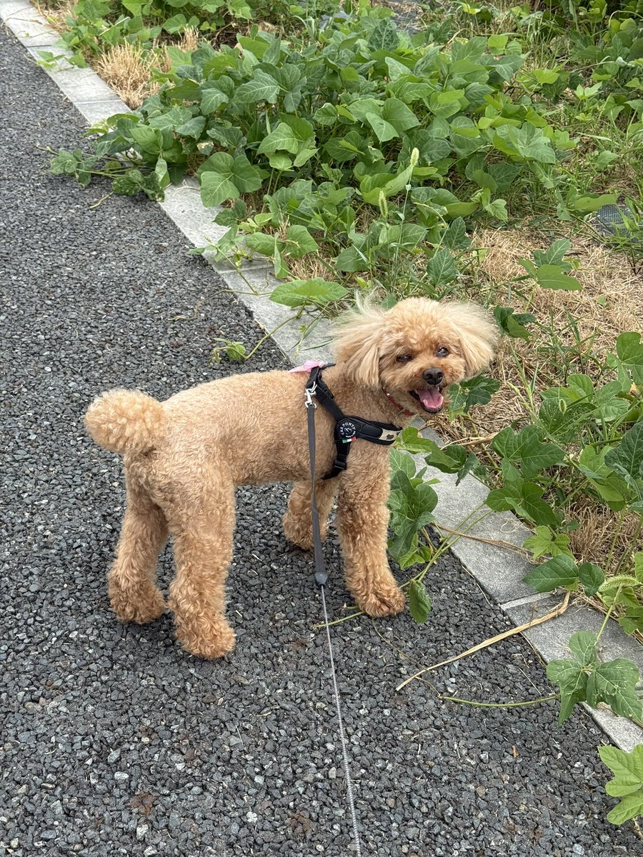 fujiech's tweet image. 30℃くらいの☁️だから涼しいかなと思いきや、あっちぃね🐶