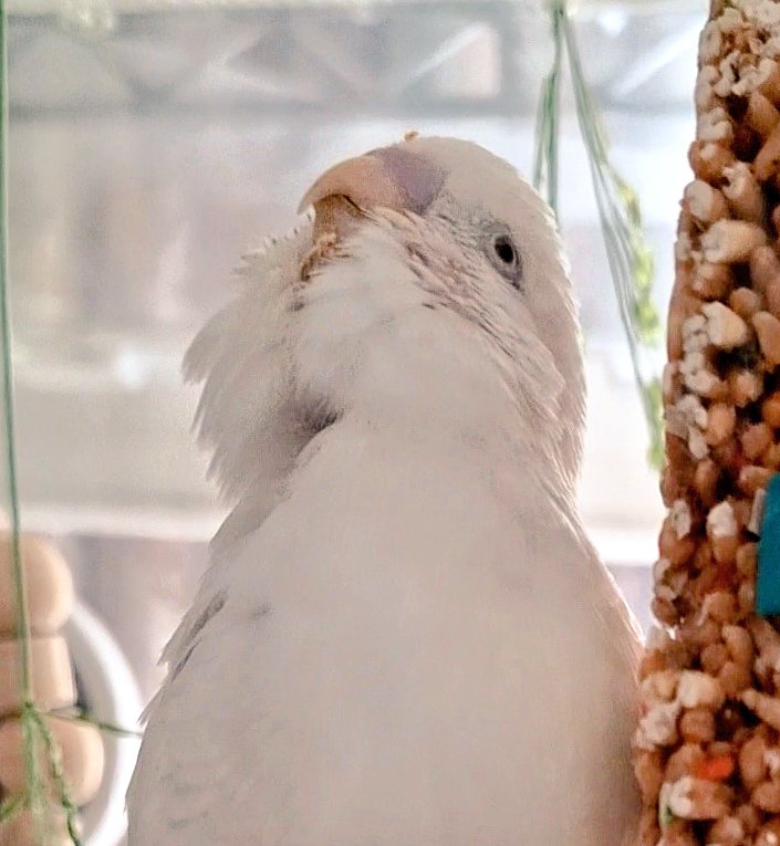 monko215's tweet image. じーーーーー👁️

#セキセイインコ
#文鳥
#監視員のケツ