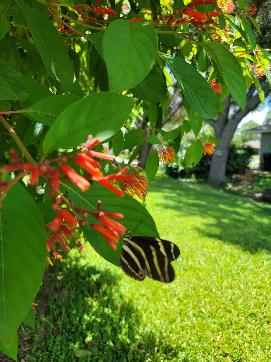 Gen_Boiko's tweet image. Firecracker Shrubbery
Always a haven for butterflies.
My Garden Photo,
East Coast
#Flowerreport