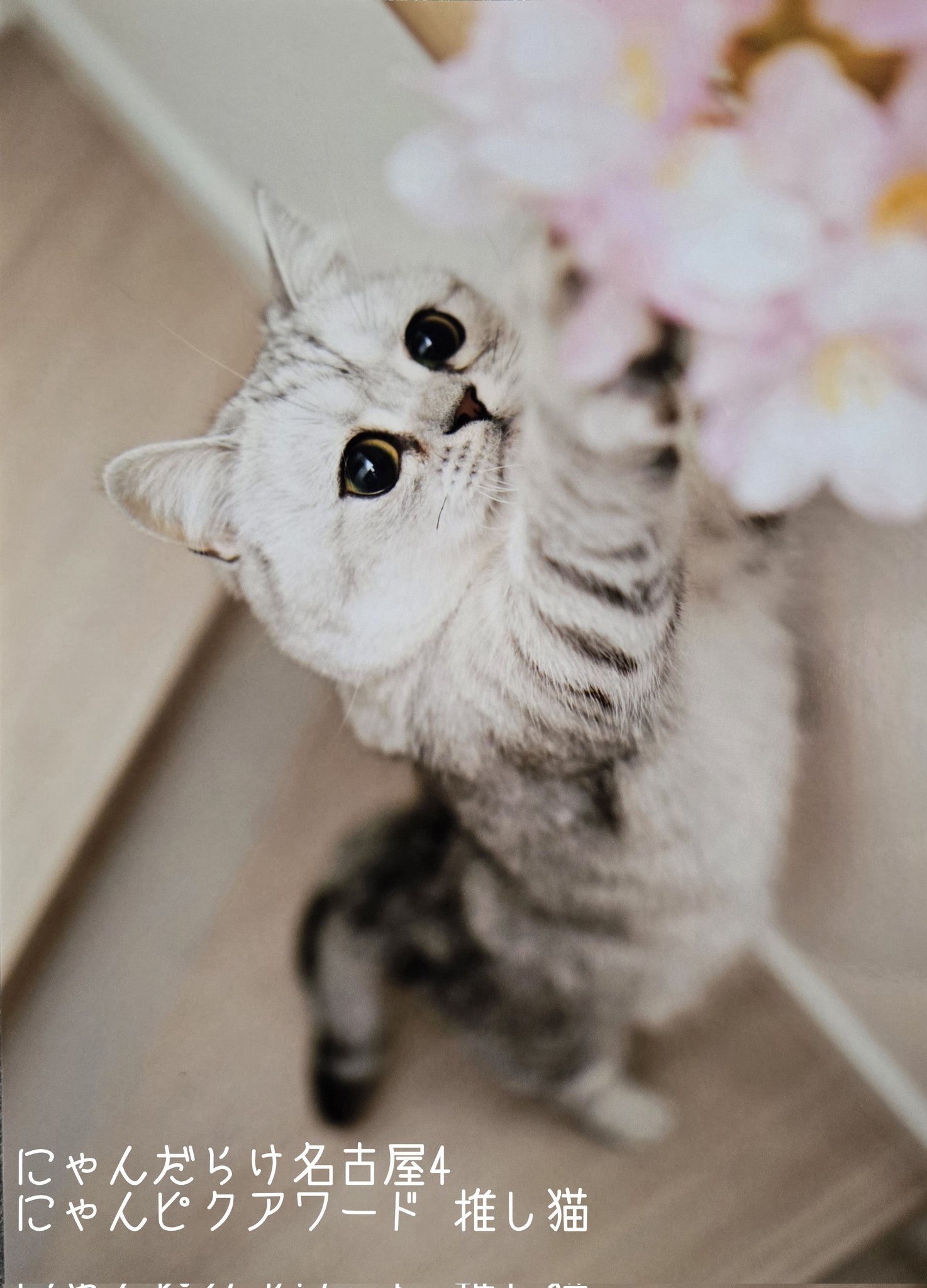 猫好きさんの祭典 にゃんだらけ【公式】X on X: 