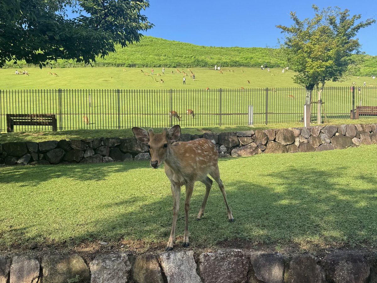 kurobuchi_No4's tweet image. 脚痛い!昨日🦌さんにプリン入ってた紙袋ひったくられて、それ!まだ!保冷剤が中に!!食ったらあかん!!!とサザエさんみたいに追いかけたせい。無事取り返せた
