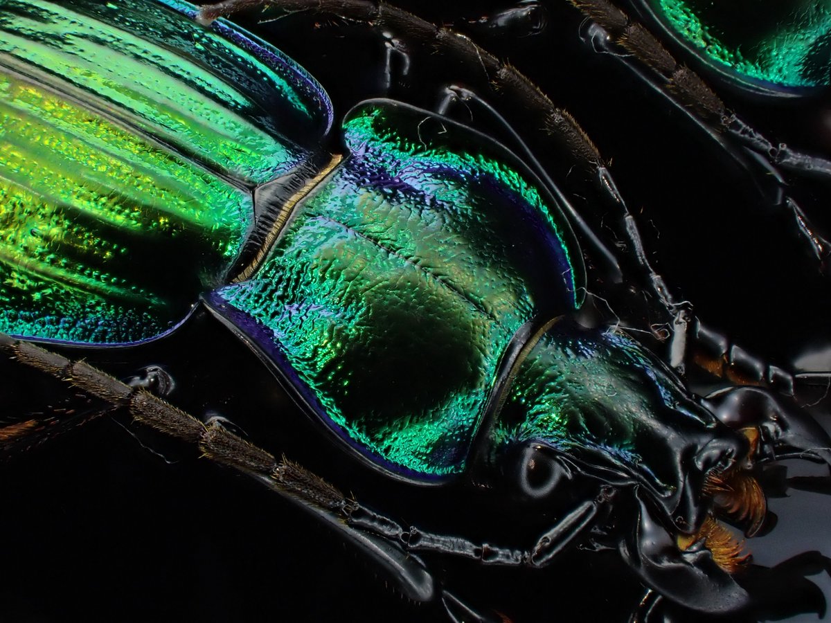 DamasterCarabus's tweet image. Carabus (Eucarabus) ullrichi ssp. fastuosus n.pseudoarrogans
🇷🇸 Serbia