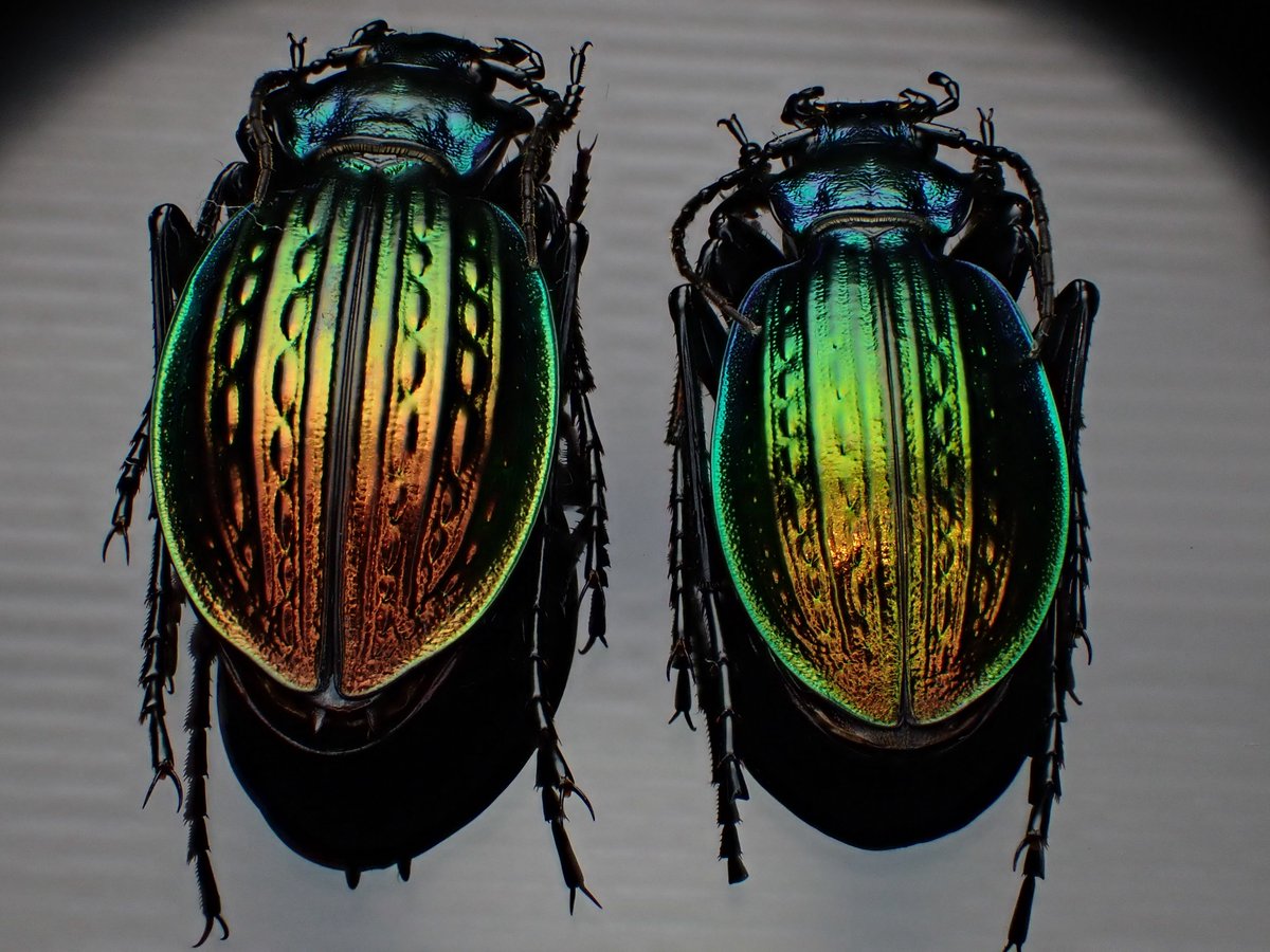 DamasterCarabus's tweet image. Carabus (Eucarabus) ullrichi ssp. fastuosus n.pseudoarrogans
🇷🇸 Serbia