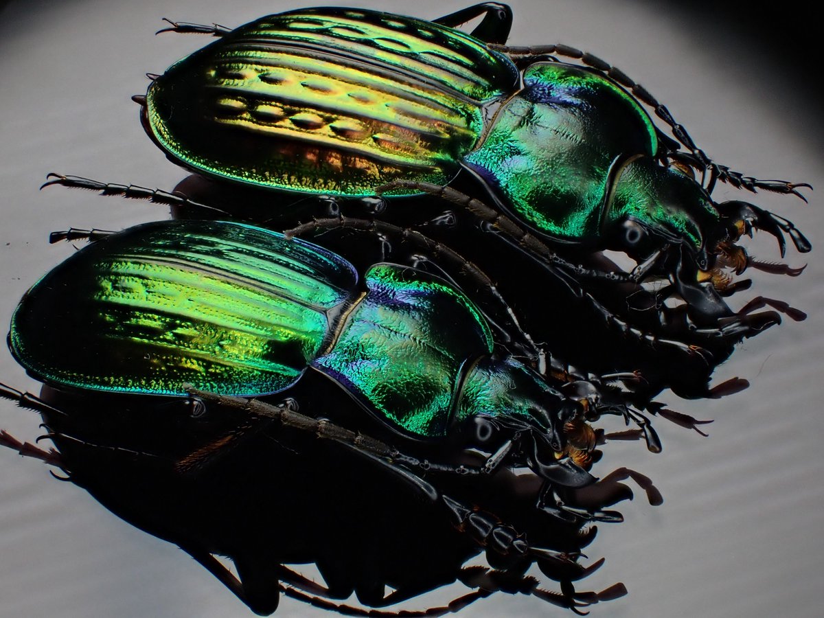 DamasterCarabus's tweet image. Carabus (Eucarabus) ullrichi ssp. fastuosus n.pseudoarrogans
🇷🇸 Serbia
