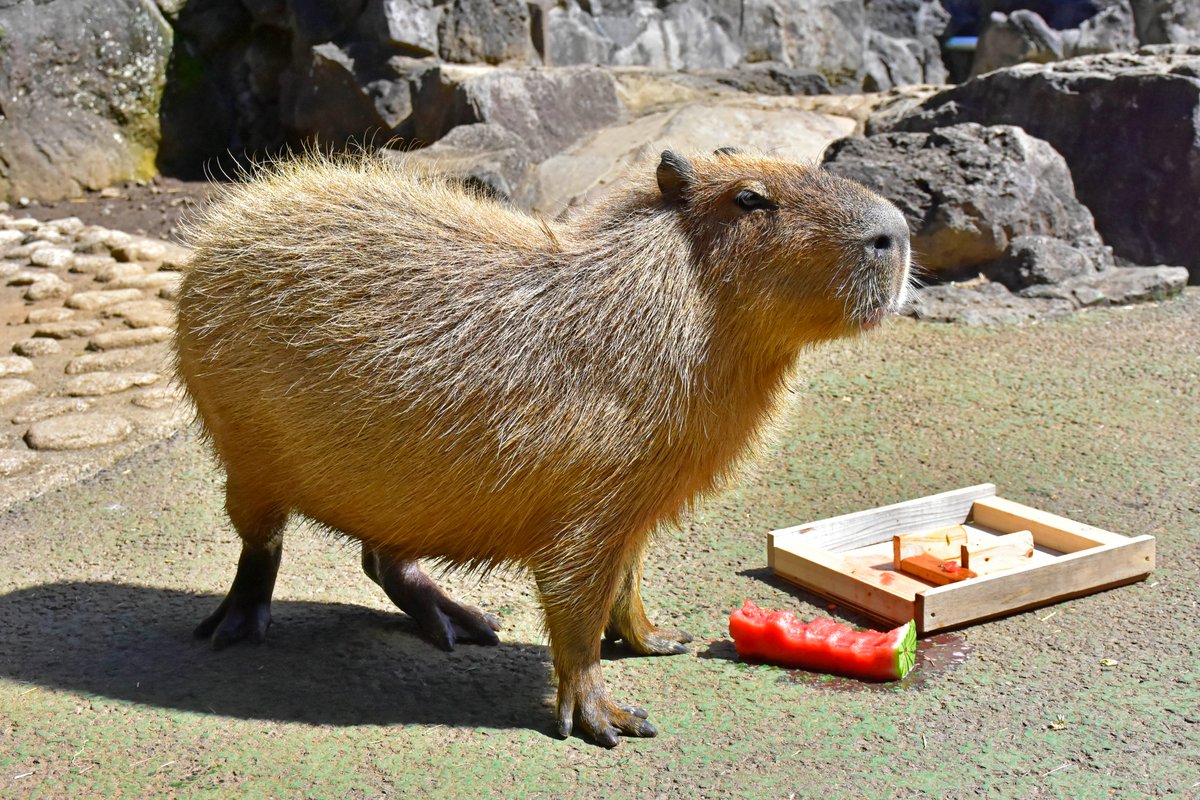 capybarabath's tweet image. 【伊豆】
第10回 カピバラのスイカ早食い競争
スイカを半分食べたところで、写真のような満足げな表情を浮かべた「ヨタケ」は、そのまま隅っこでくつろぎ始め…
スタートから15分00秒06のところでリタイアしました。
「ヨタケ」、スイカ美味しかったね🍉
#カピバラ
#カピバラのスイカ早食い競争