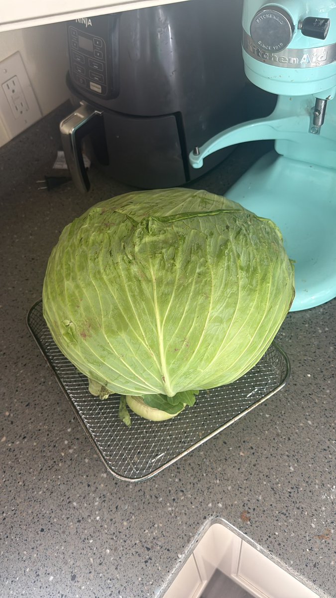 Captain_0f_Alts's tweet image. Good year for cabbages up here