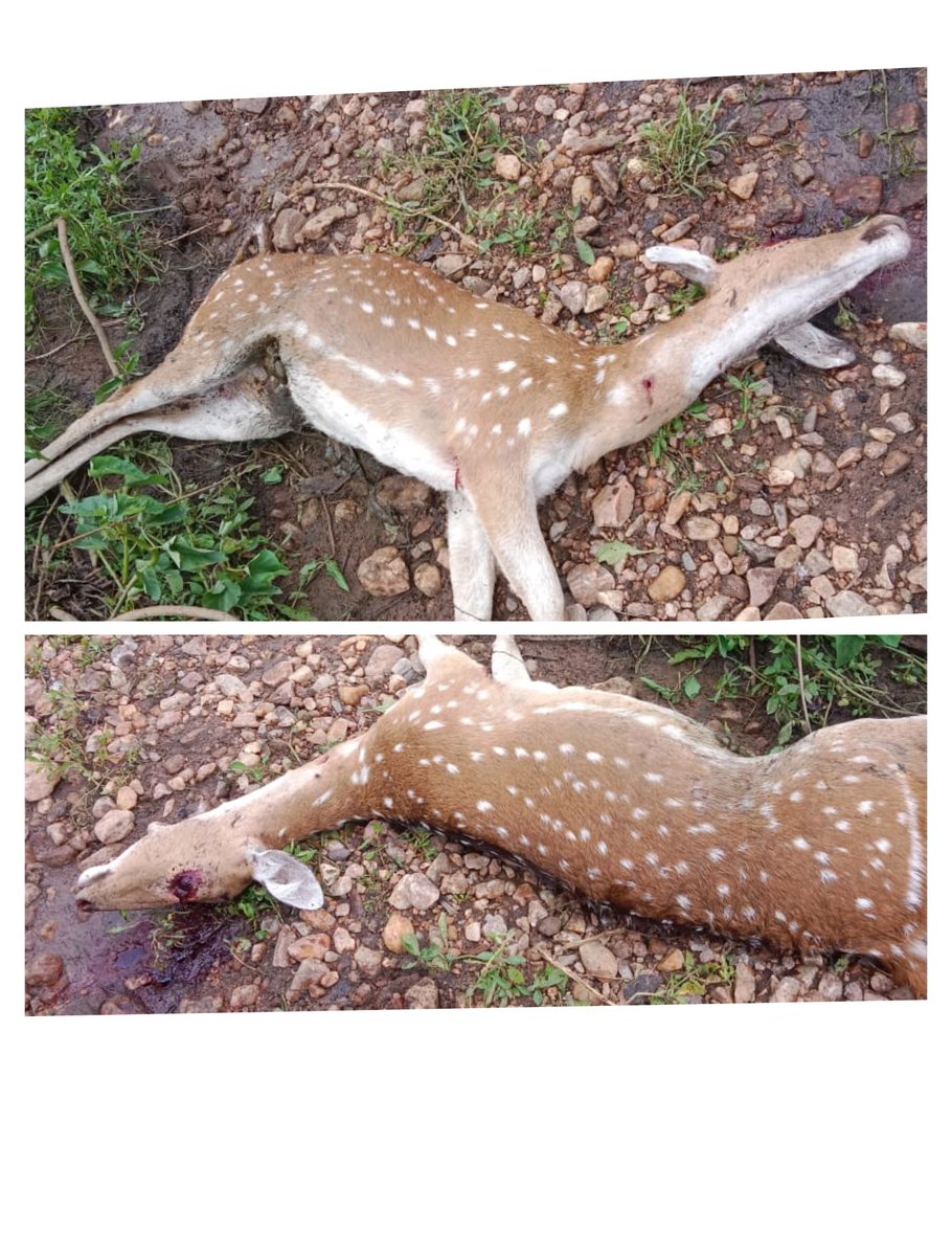 ये 2 न्यूज़ है ध्यान से पढ़िए, गांवों में आज भी पशु चिकित्सक नही है। किसान और पशुपालक परेशान है। वहीं 24 घंटे से वन्यजीव का पोस्टमार्टम नही हुआ है। कौन है जिम्मेदार??
<a href="/DEFCCOfficial/">Department of Environment, Forest & Climate Change</a> <a href="/ChhattisgarhCMO/">CMO Chhattisgarh</a> <a href="/RamvicharNetam/">Ramvichar Netam</a> <a href="/KedarKashyapBJP/">Kedar Kashyap</a> <a href="/tokhansahu_bjp/">Tokhan Sahu</a> <a href="/BilaspurDist/">Bilaspur</a> <a href="/DPRChhattisgarh/">Jansampark CG</a>