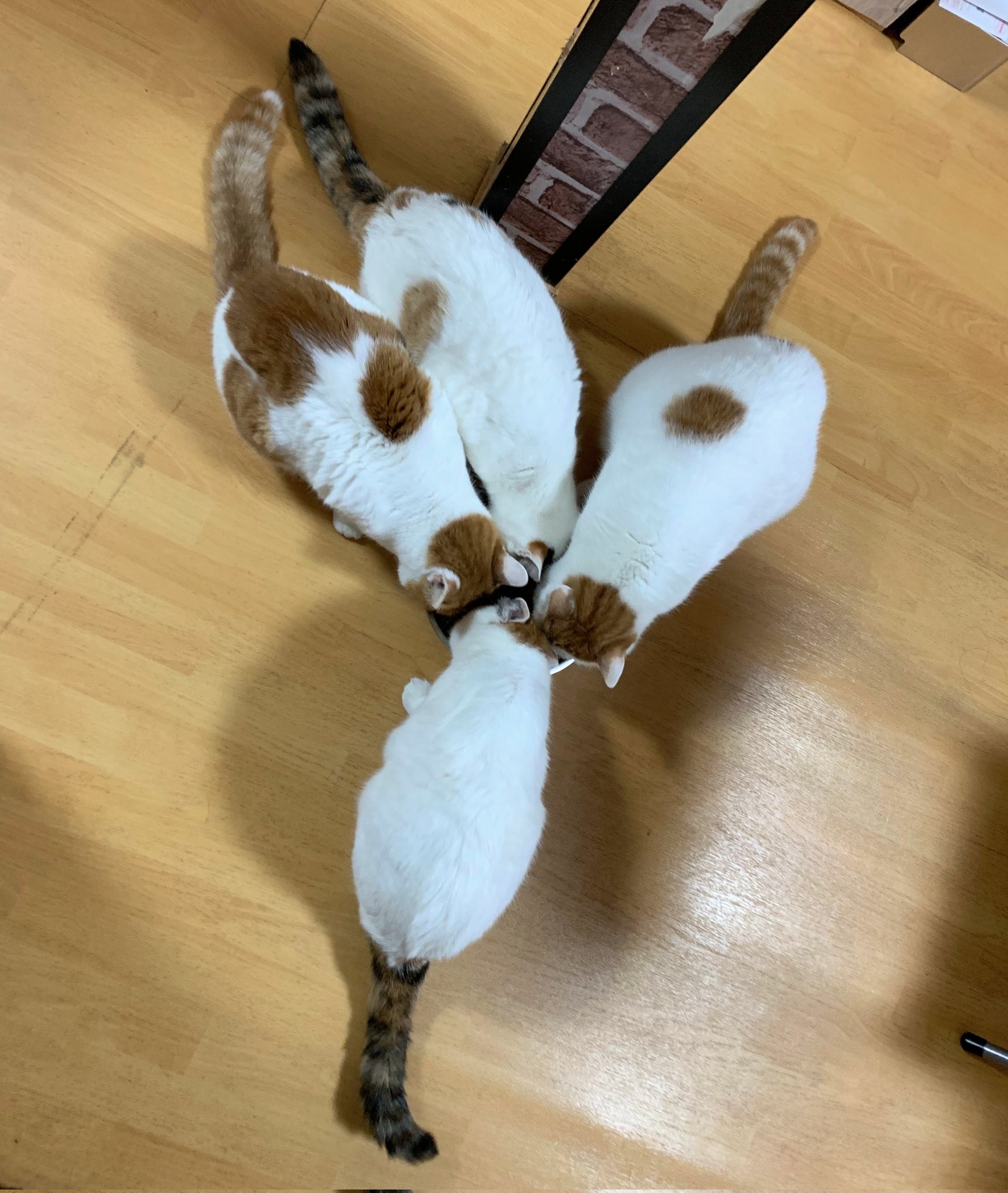 猫じゃらし様♡ありがとうございます♡ ショウ on X: 
