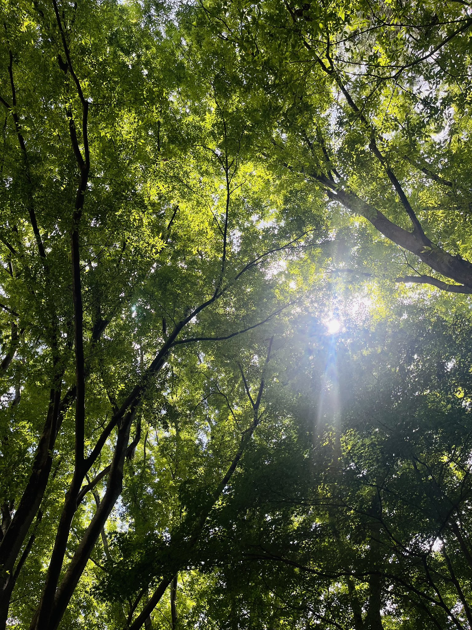 pino (@pino_gmr) / X