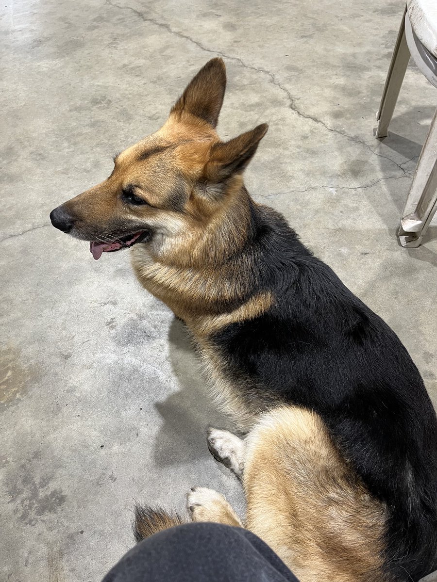 Me, and Roxy, spending some time at the Industrial Park Shop &amp; Studio this afternoon and evening while I coordinate upcoming Magazine Cover Photos &amp; Cover Feature Articles next week. Kinda Humid so Bay Door Closed &amp; Floor Fan on. Busy next 4 Weeks with Filming &amp; Feature Articles.