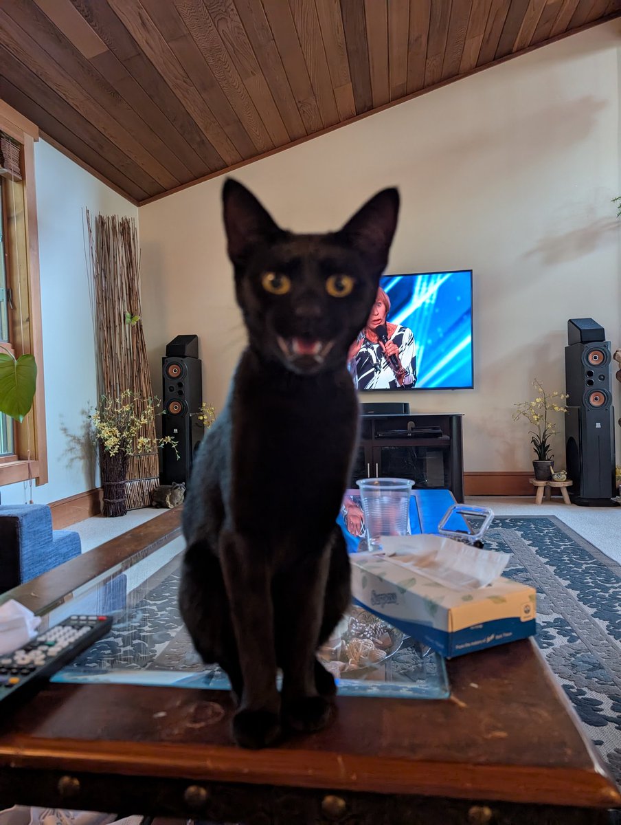 Yesterday, I rescued this cat from a tree in 100° heat in Upper Darby. Here's the full, unedited video. I'll post a 1 minute long edit whenever I have time, but my wife and I are too busy falling in love with this adorable kitty at home right now. It's a much needed distraction