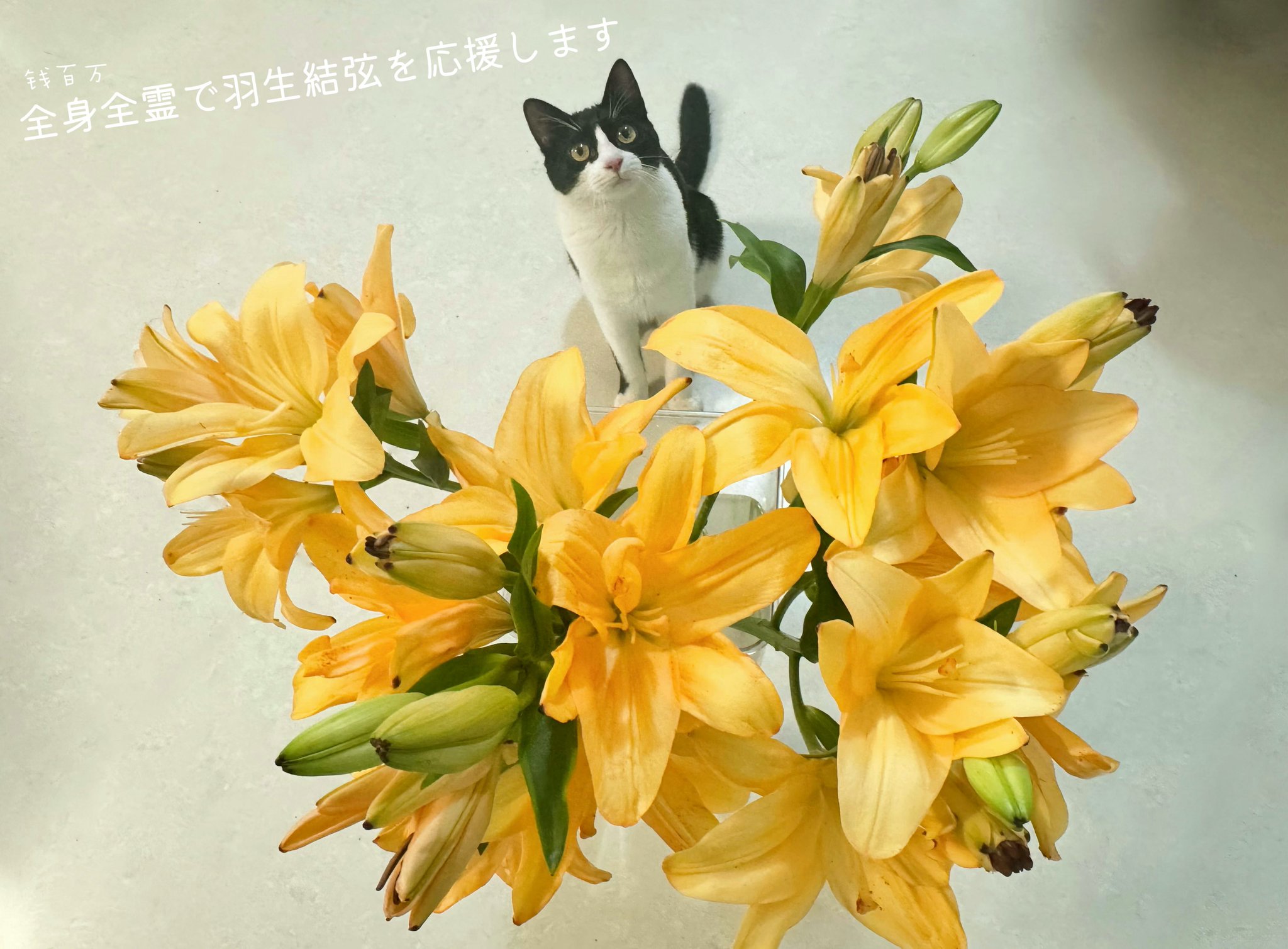 ✨钱百万໒꒱𓈒𓏸.* Echoes of Life全勤🪽✨💫✨ on X