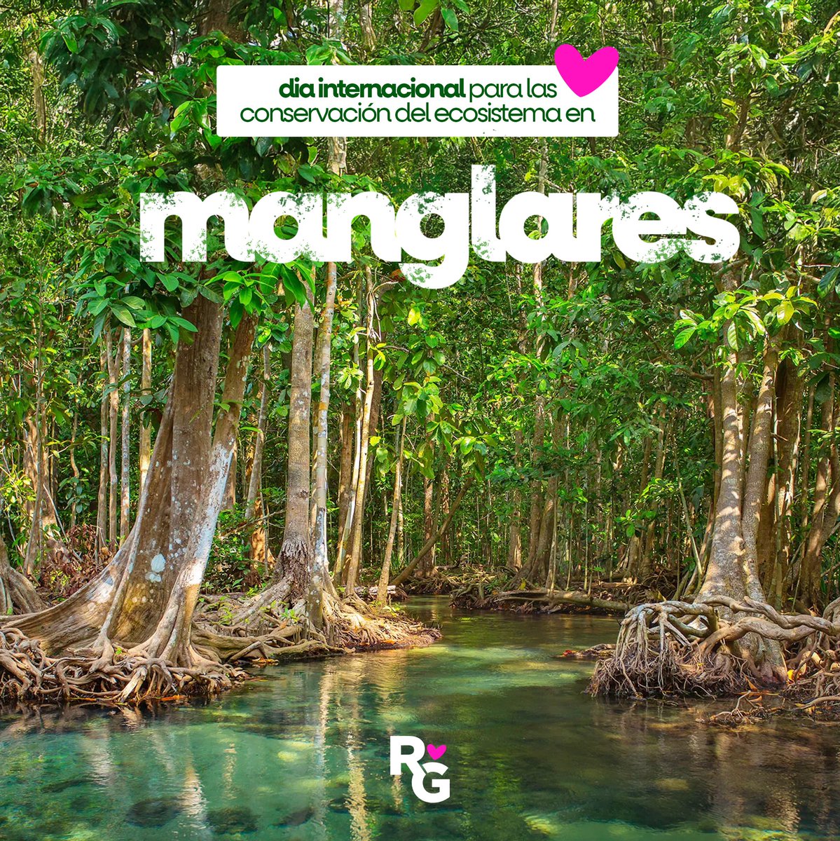 RuthGonzalezMx's tweet image. 📍Los manglares son hogar de una gran diversidad de especies, protegen nuestras costas de tormentas y capturan carbono de forma extraordinaria. En este Día Internacional, reconozcamos su valor y actuemos para su conservación. 💚