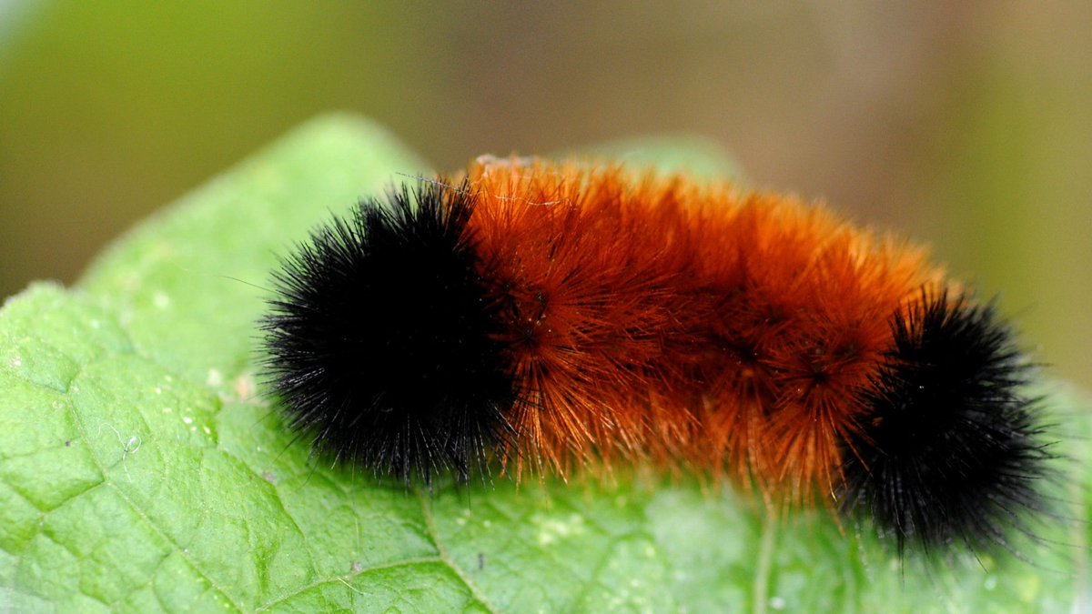 noahdesignated's tweet image. hi i am a woolly bear caterpillar tweeting from portland oregon 🥺🥺🥺😌😌