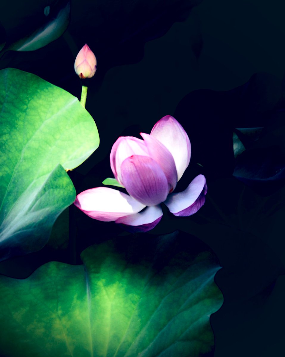 Your heat lingers—
in silent folds
where lotus petals whisper.