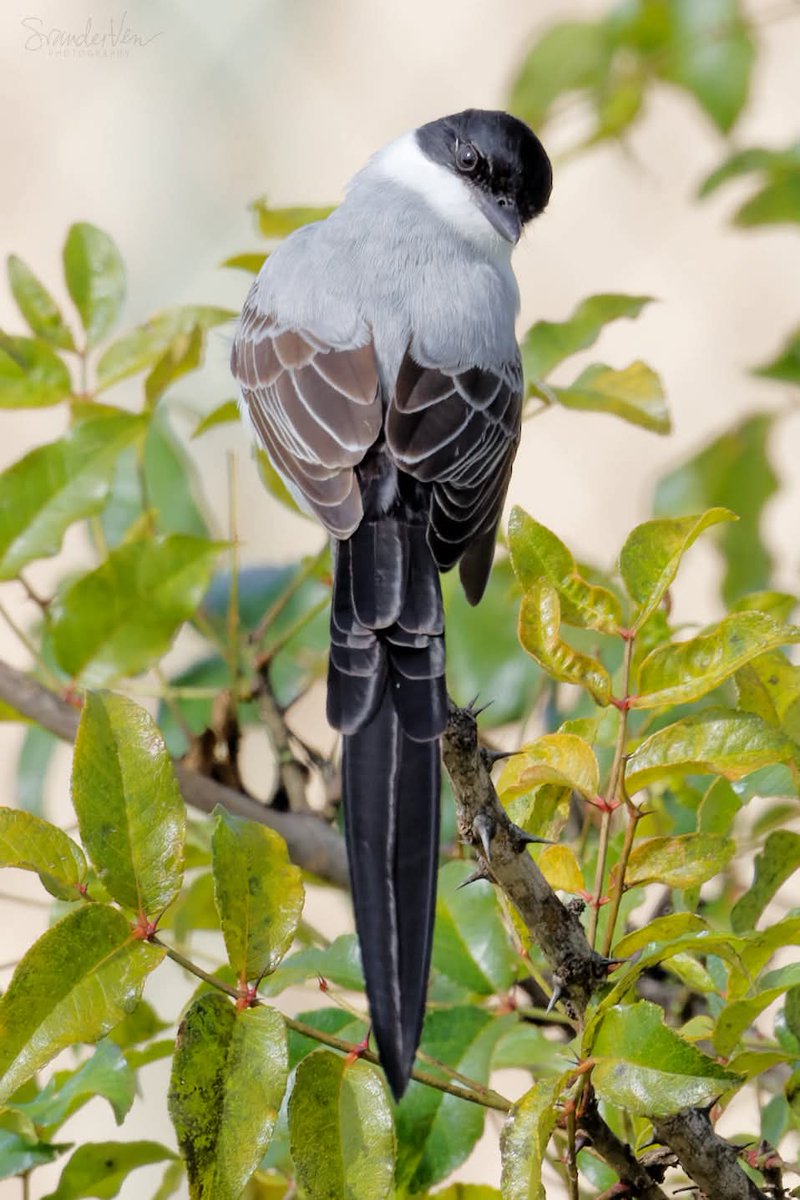 ItakeBirdPics's tweet image. Fork-tailed Flycatcher
Texas City in USA. 01/01/2021 #forktailedflycatcher #flycatcher #birdphotography #naturephotography