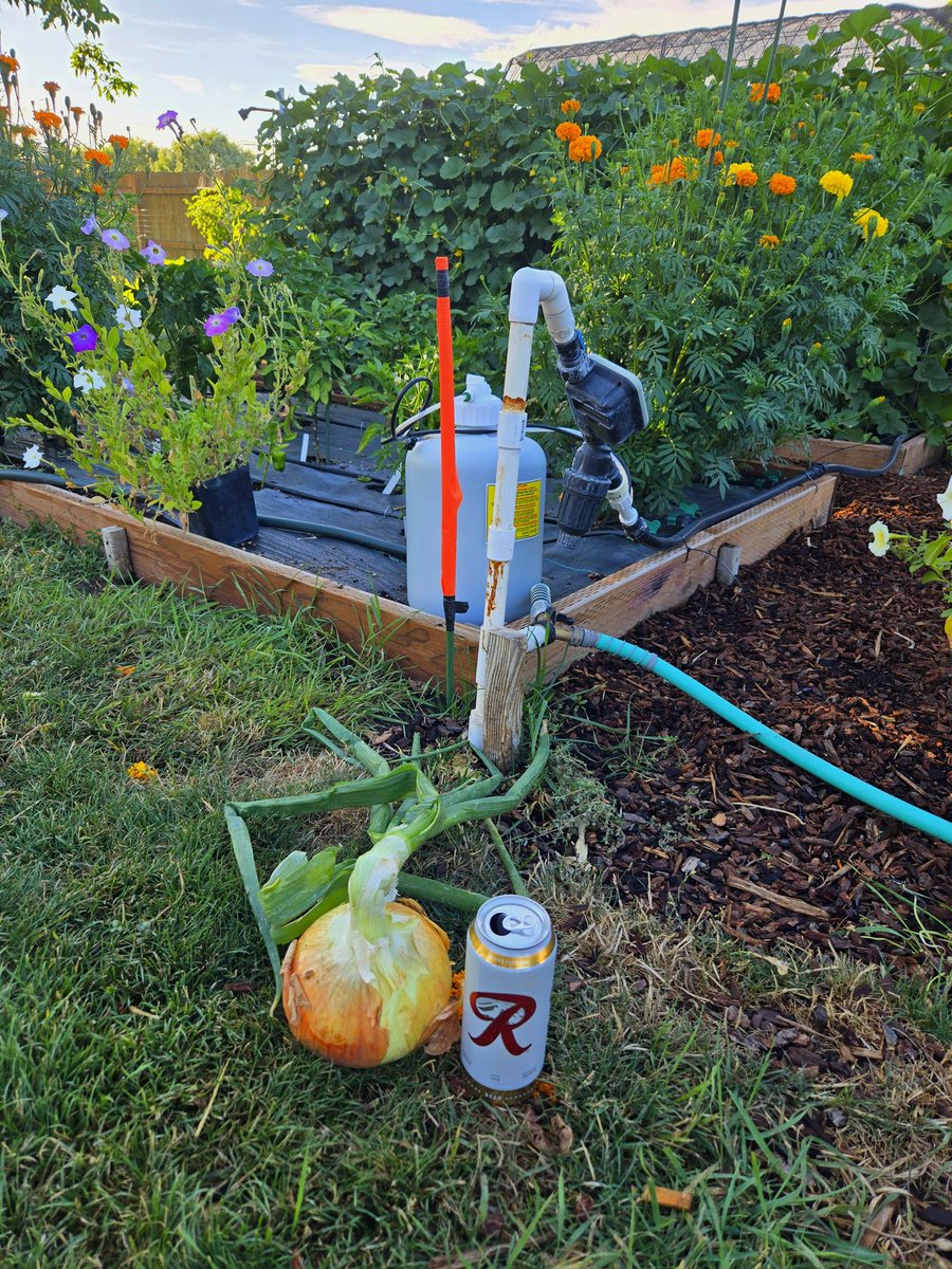 funylute's tweet image. In the yard doing this 🇺🇸 ⬇️🇺🇲