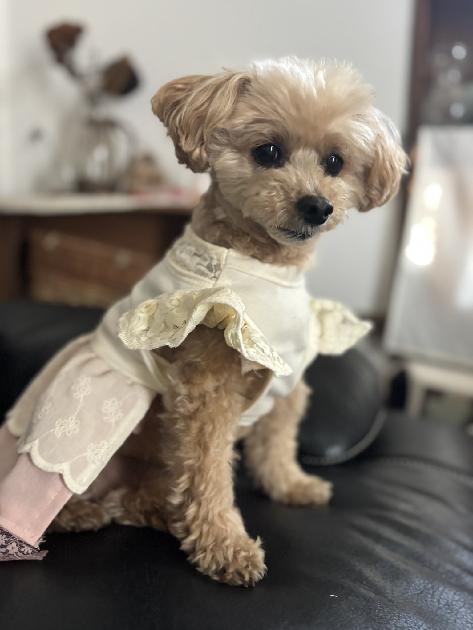 犬服☆ハンドメイド☆ワンピース✩.*˚ 犬服 ハンドメイド ワンピース - メルカリ