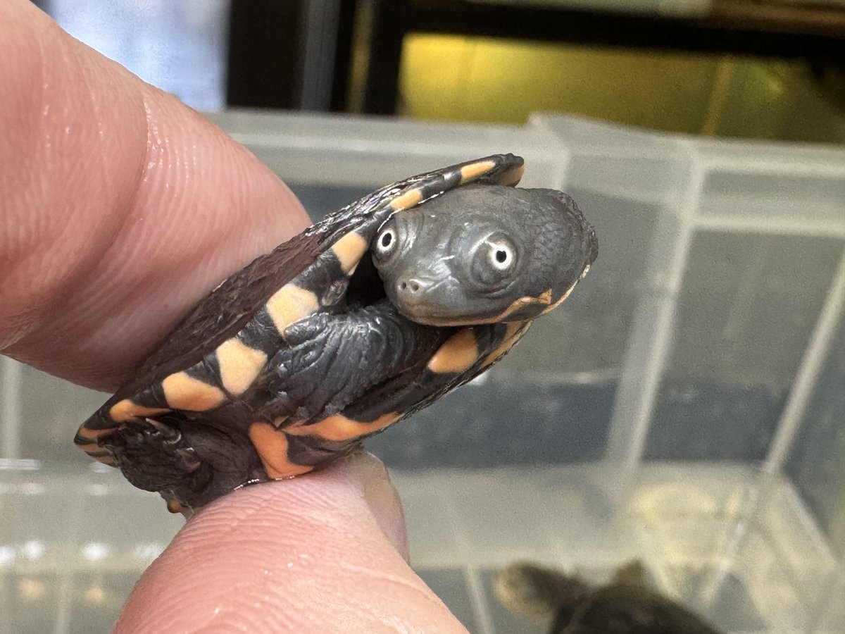 WING21

本日20時まで営業です。
宜しくお願い致します！