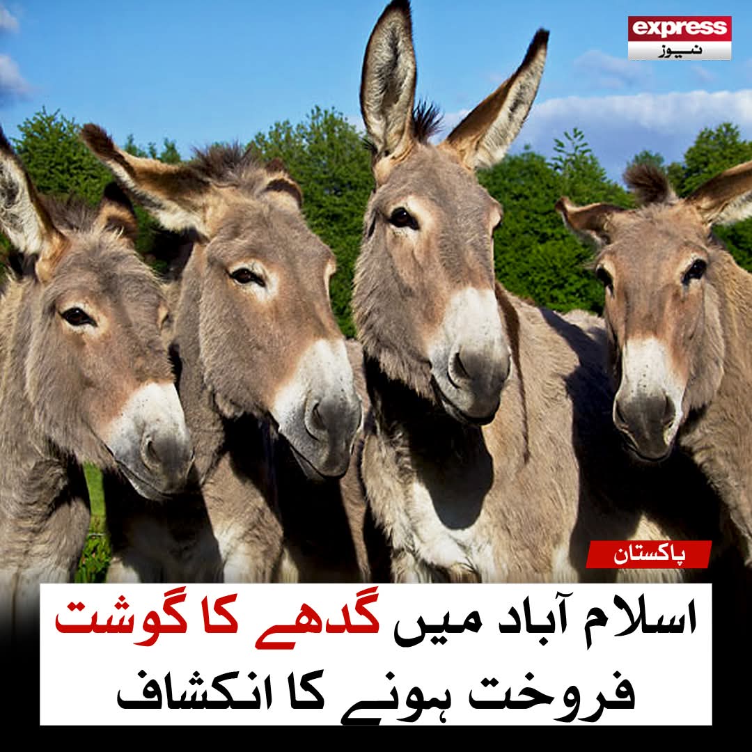 حکمران ناک کے نیچے نہیں سونگھ سکتے کس چیز کا گوشت ہے
پر 8ہزار کلومیٹر دور پر پتا چل جاتا ہے کہ
خان کے بیٹے کیا کھا رہے ہیں۔

سالے گدھ خور پٹواری
