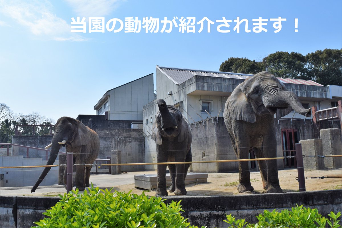 tobezooofficial's tweet image. 明日29日(火) 18:10 ~の #NHK「#ひめポン!」内で、#とべ動物園 が紹介されます🐾
NHK「ひめポン!」は、毎週月~金曜に放送中です📺
放送後には、#NHKプラス にて県外の方もご覧いただけます✨
詳しくはこちらをご確認ください❣️
nhk.jp/p/himepon/ts/K…