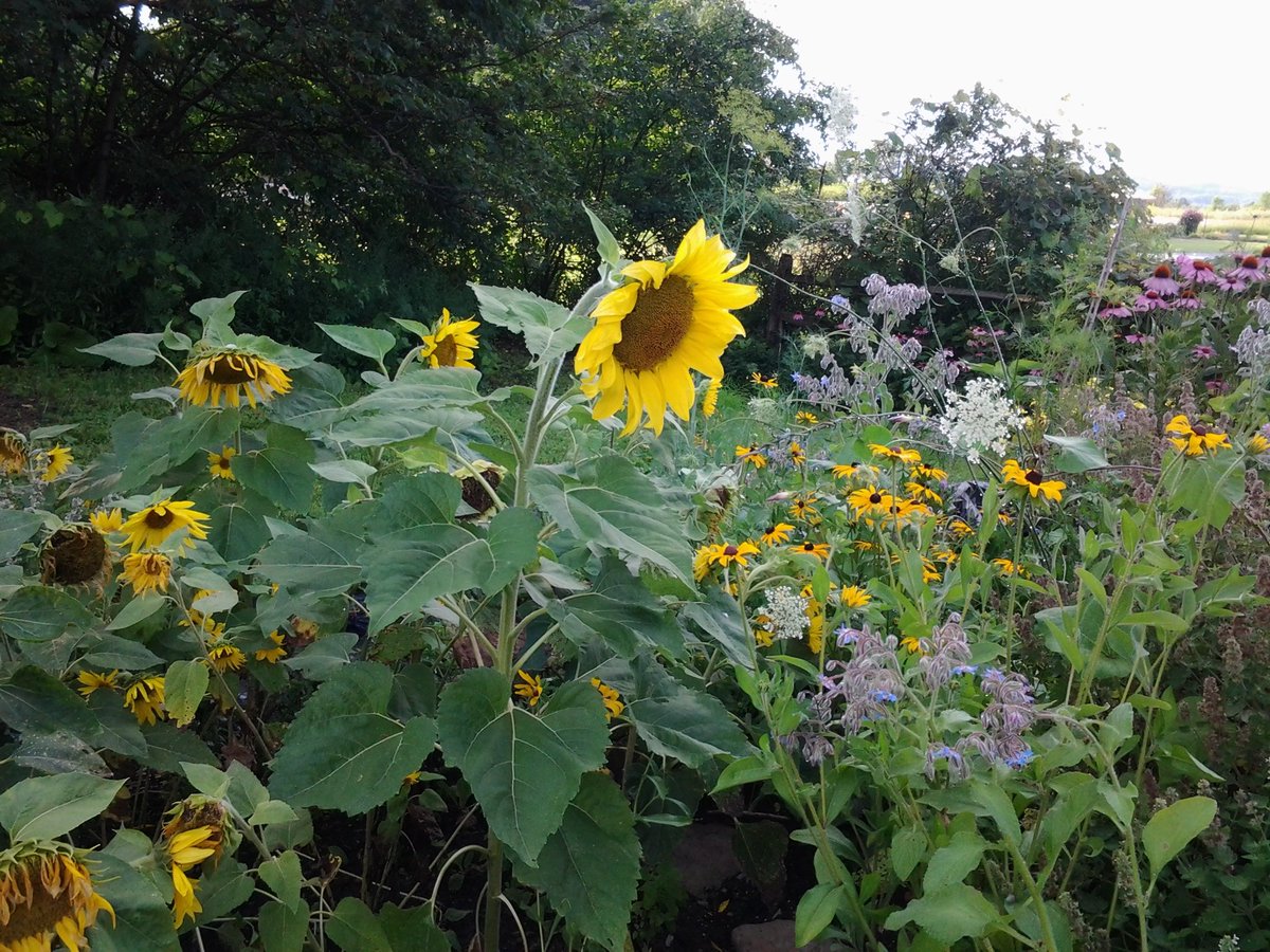 If all the year were playing holidays, 
To sport would be as tedious as to work;
1st Part King Henry IV,  A1, S2. #ShakespeareSunday