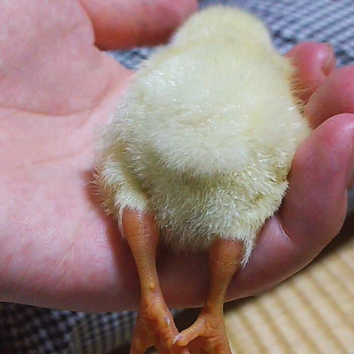 piyo_piyo_quail's tweet photo. ヒヨコのケツはいいものですね
(3枚目の黒いのはおへそのかさぶた) https://t.co/zKPVbi3GBw