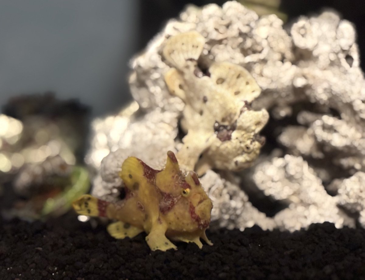 ChrisBlackadder's tweet image. Goodnight World! 💤 

I’ll be back to snappin’ @JoinSapien &amp;amp; @tenprotocol tomorrow, needed a break.

There’s a lot to talk about!
For now, Dexter &amp;amp; Morgan shall bless your timeline. 🐸 🐠