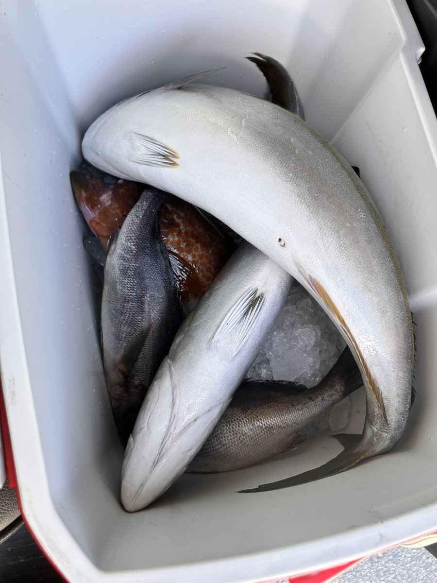 釣り仲間からめっちゃお魚貰ってしまった……出来ることなら自力で釣りたかったが死ぬほどうれぴー！！！！！