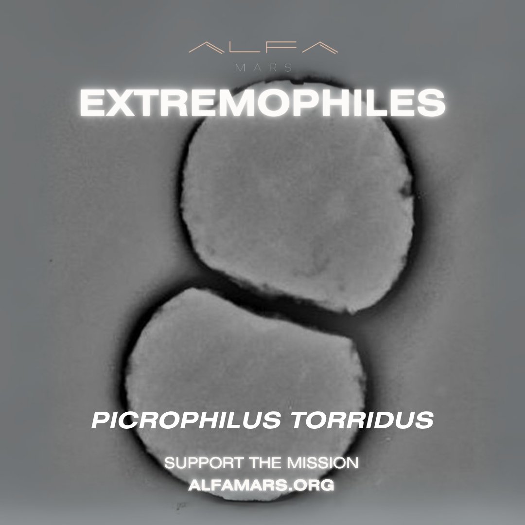 alfamarsinc's tweet photo. Picrophilus torridus is an extremophilic archaeon that thrives at ~pH 0, with a genome encoding acid-stable proteins and a unique membrane architecture. Its acidophily makes it a promising model for analog studies of ancient Mars in low-pH, high-temp environments.

#Extremophiles https://t.co/KYR1uniRMy