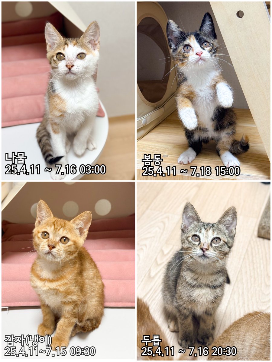 nugabanunu's tweet image. 산불지역에서 구조한 만삭묘의 아이들이 범백이라고 합니다.
그렇게 입양홍보 사진이 영정사진이 되었습니다.
회충 치료차 입원한 병원에서 옮은 것으로 추정되고 퇴원 후 4일만에 넷이 떠났습니다.
그 후 저에게 남은건 극심한 무력감과 712만원의 치료비입니다.
📌국민 270101-04-022888ㄱㄷㅇ