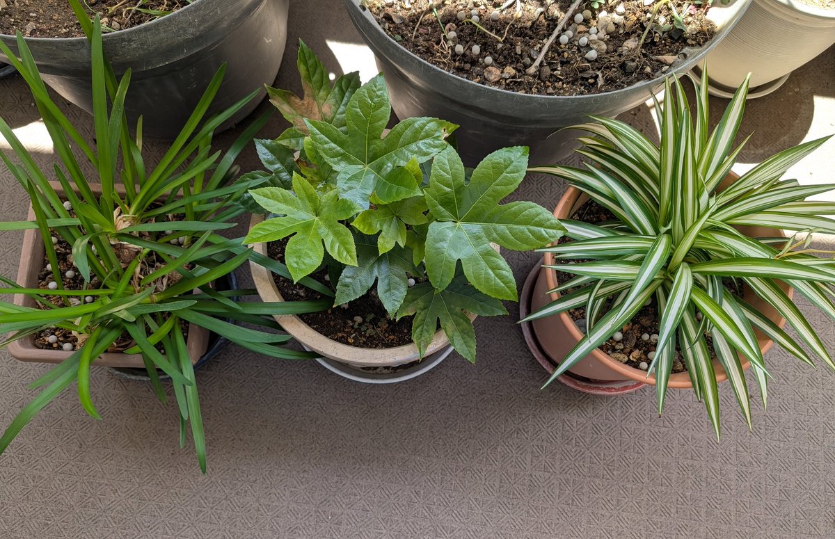 nekoshimaneko's tweet image. ベランダの観葉植物が元気に育ってて楽しい🪴
 #オリヅルラン  #やつで  #アガパンサス