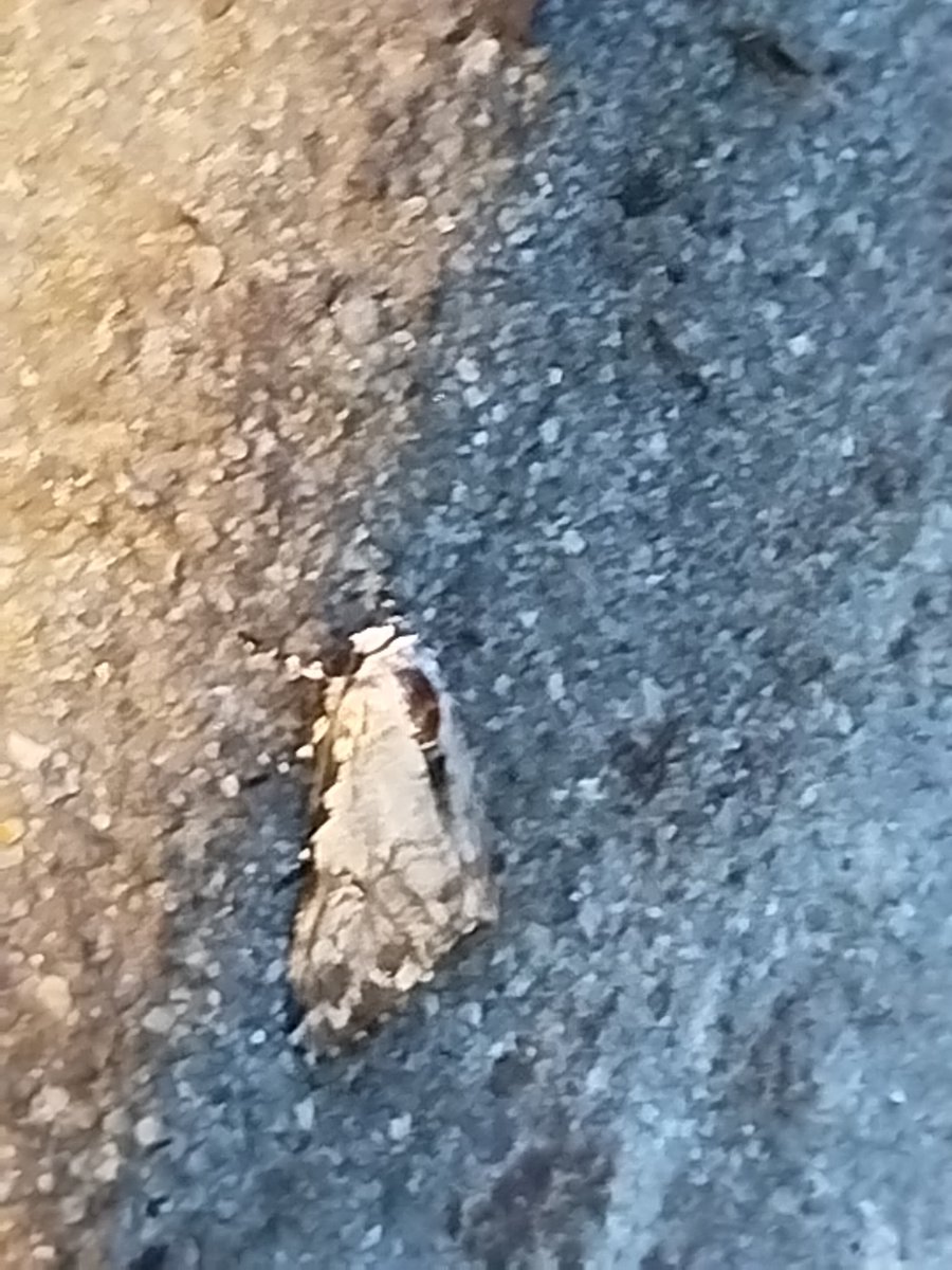 Shadow_idk's tweet image. Found a really cute dumb moth at work, she got her wings wet and was throwing a tantrum so I took her outside to dry her wings, first time seeing a completely black and white moth