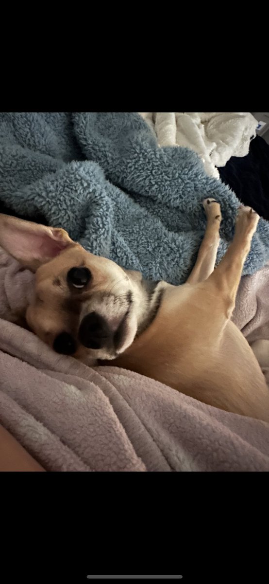 fearlesslil1's tweet image. Omg! 🤦🏼♀️ my little pup just discovered his no no part, and he’s pulling on it! Don’t bite it ! 🤦🏼♀️🤦🏼♀️🤦🏼♀️🤦🏼♀️ I can’t stop laughing 😂😂😂😂😂