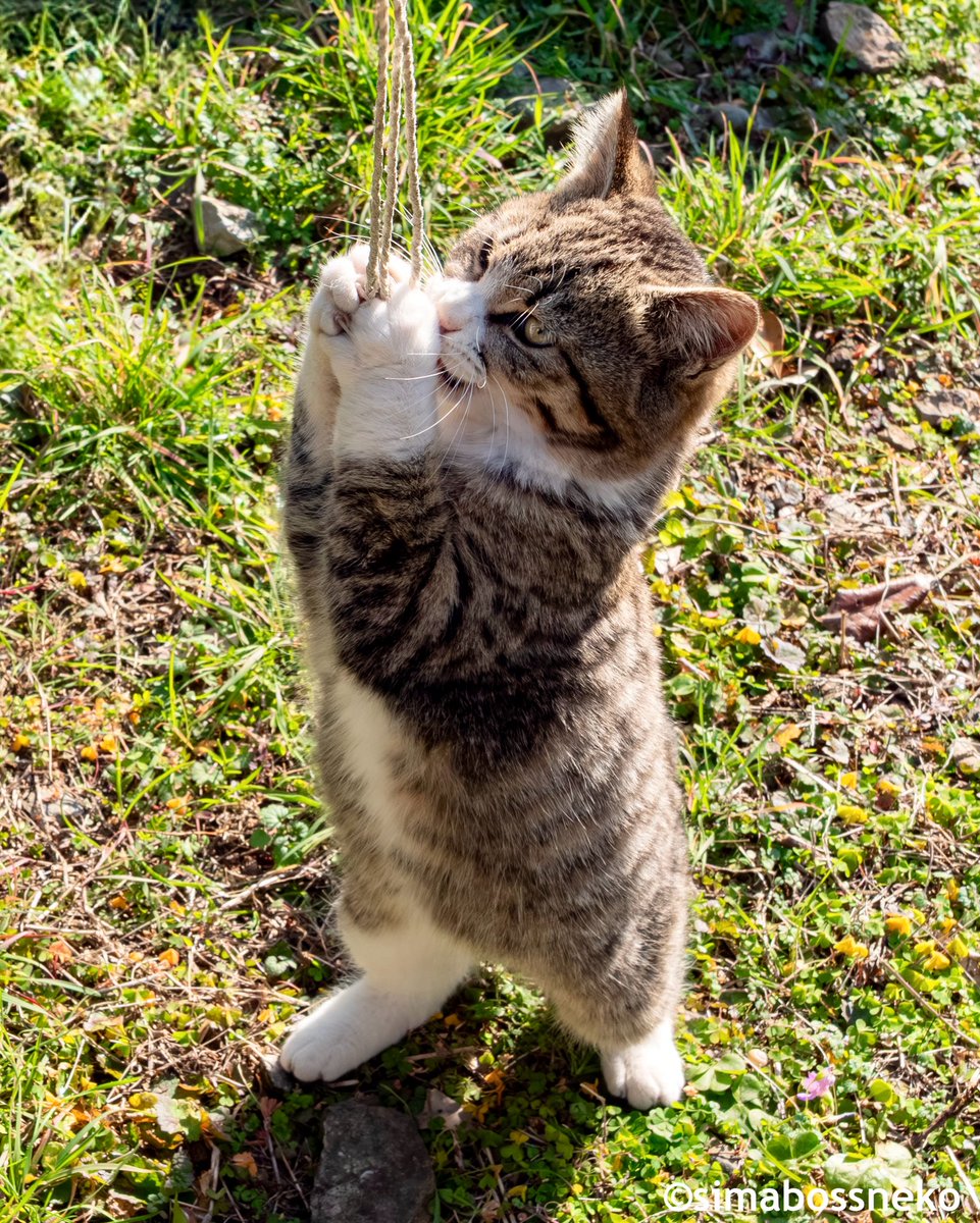 simabossneko's tweet image. つかむ🐾
Grab!✨

#猫 #cat