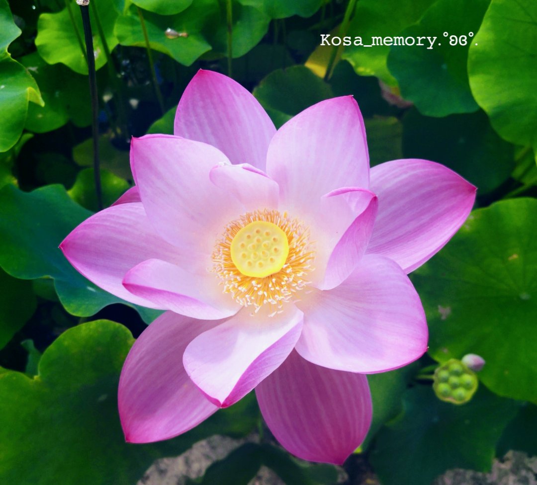 kosa_memory's tweet image. *
ใใใใชใซ
ใ็ถบ้บใช่ฑใชใฎใซ
ใ่ฑ่จ่ใซ
ใ้ขใใใๆใใใใใฎใฏ
ใไฝใ ใใใคใชใใญ
ใใ ใใฉๅนธ้ใๅผใถ
ใใ่ฑใงใใใใฎใใญ
*
ใๅฐ่ถ๐ค
ใ#ๆจๆใใฉใใฎไธป้กๆญ
youtu.be/5YA8nhrJgyM?siโฆ