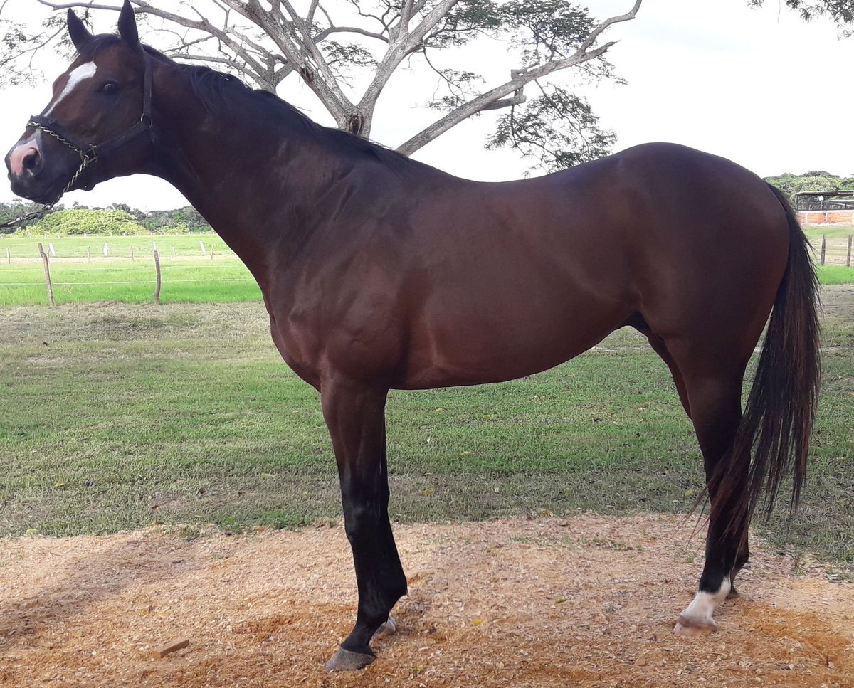 ISOBARICO se convirtió en el undécimo ganador clásico hijo del padrillo ROGER ROCKET (foto) <a href="/HLosCaracaros/">Haras Los Caracaros</a>, otro descendiente de la familia 1x de La Troienne que triunfa en Venezuela. Hijo de Pulpit (como Tapit), inbreed 3x3 a Seattle Slew y 3x3 a Mr. Prospector. No podía fallar.