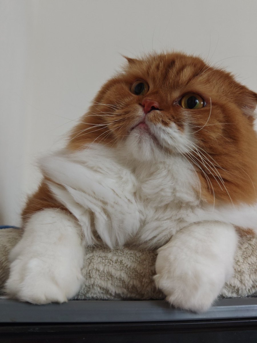 oremimidanodano's tweet image. あら可愛い♡

 #日曜日のねこ  #茶トラ  #ねこすき
 #スコティッシュフォールド
 #猫好きさんと繋がりたい