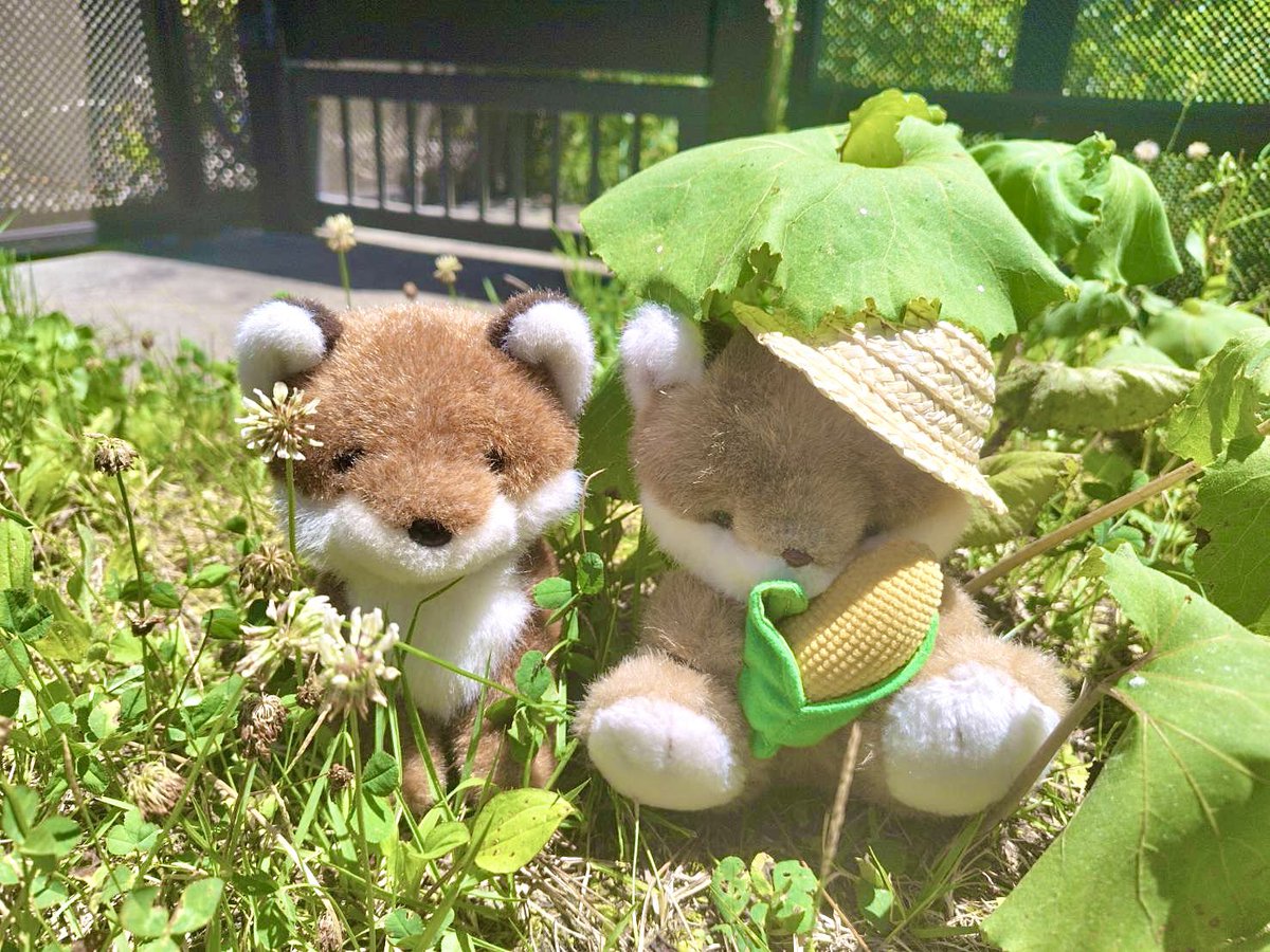 ボクだけ焼けちゃうんだけど…🦊☀