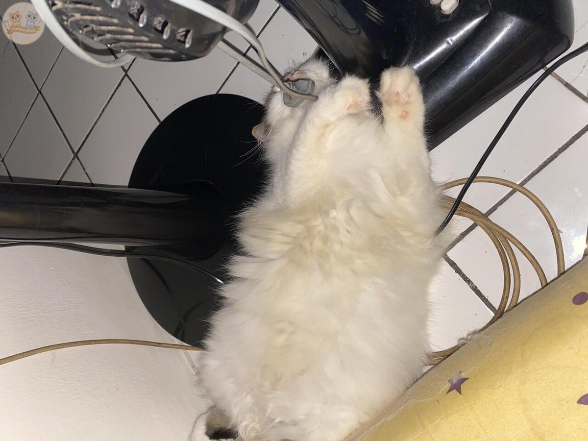 kochengfs's tweet image. Udah di pindahin tetep aja balik tidur sama kabel kcg!