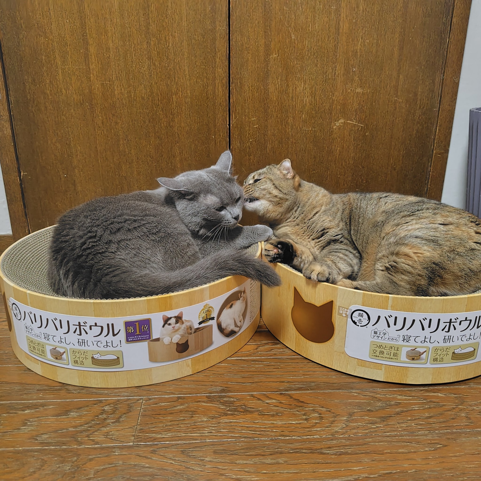 キラキラ⭐️　　ひょっこり猫 キラキラ⭐️様専用 ひょっこり猫