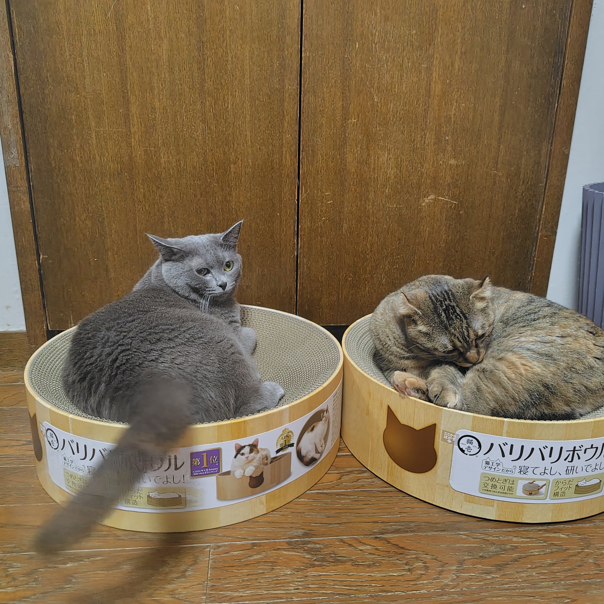 ねこ(๑•﹏•)♡ページ✨️ 猫壱 - Search / X