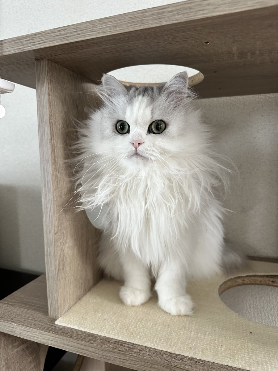 NEKOLAND13's tweet image. 『留守番頑張りました！』感出してるけど絶対寝起きやん…
