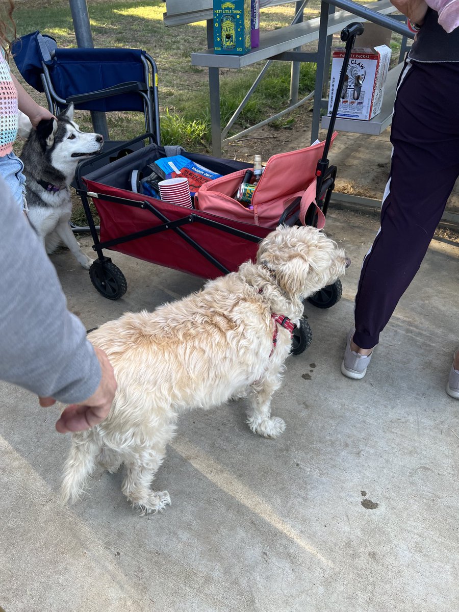 Birthday celebration at the dog park today 🥰