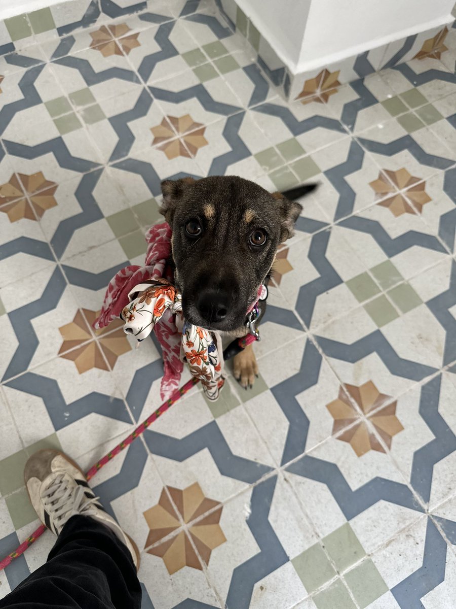 Me llamo Holly (Holina 💗). soy una cachorringa rescatada de cosas horripilantes. Pero ahora estoy en un lugar seguro (y calientito)

Busco una familia y voy a contarles razones para adoptarme ✨:

1. Soy platicadora. No ladro, pero platico con todo mundo. No te vas a sentir solx