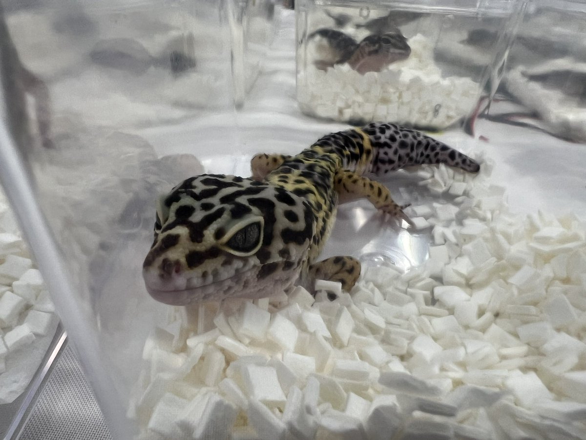 KRBreeD_2's tweet image. 今回のおすすめ？個体は
アダルトのオスメスペア！
私のお気に入りの蝶々くん🦋！

サトプラも連れてきてます。